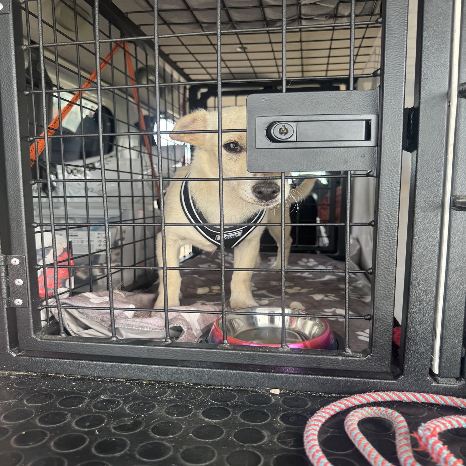 Photo of European Family Pet Transport